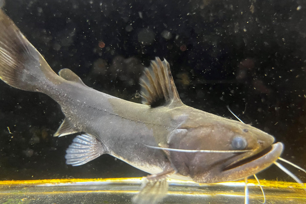 Gulper Catfish