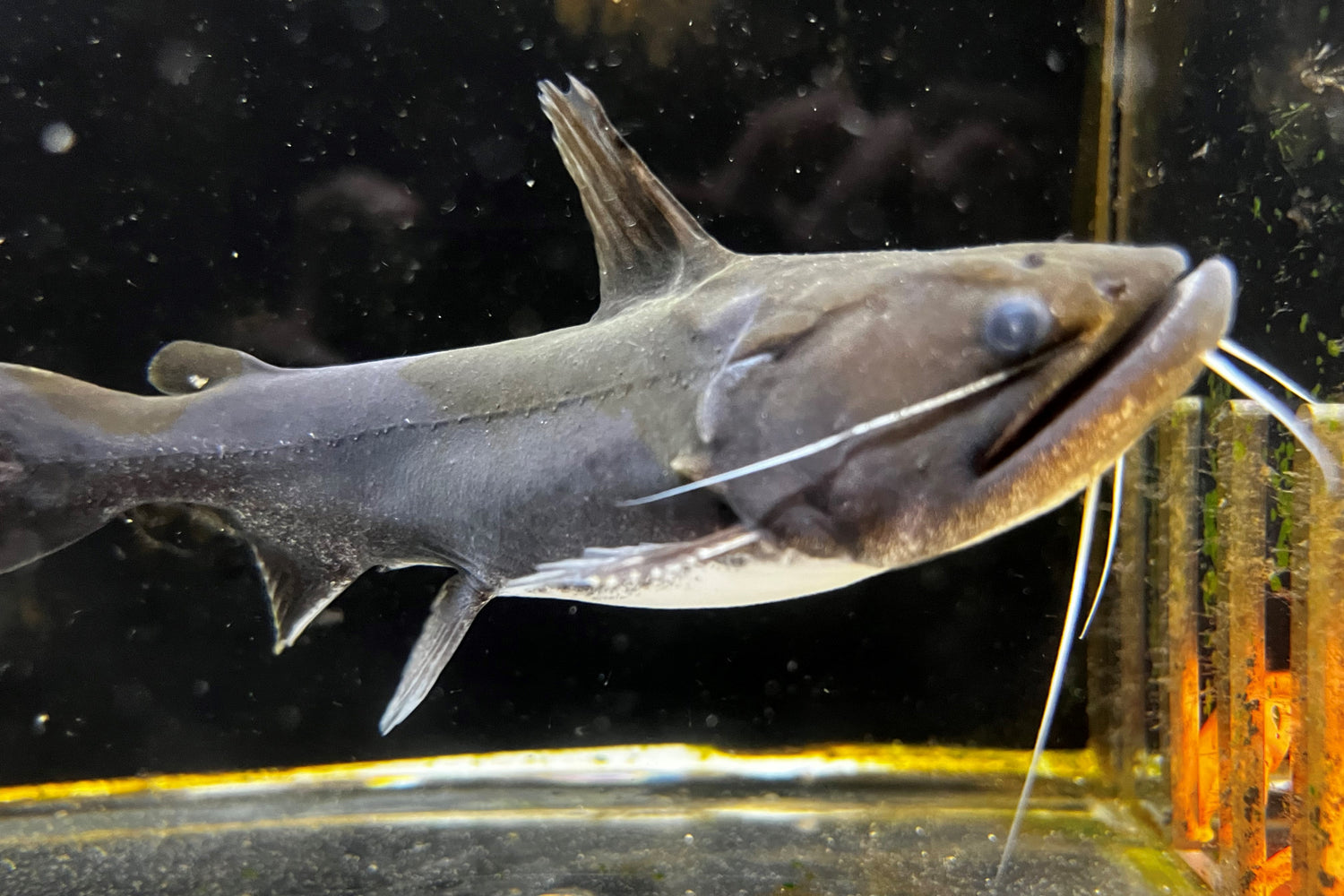 Gulper Catfish