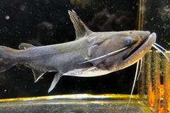 Gulper Catfish