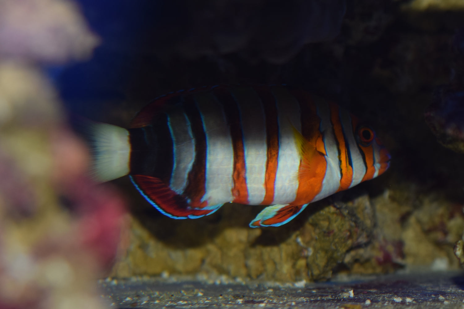 Harlequin Tusk