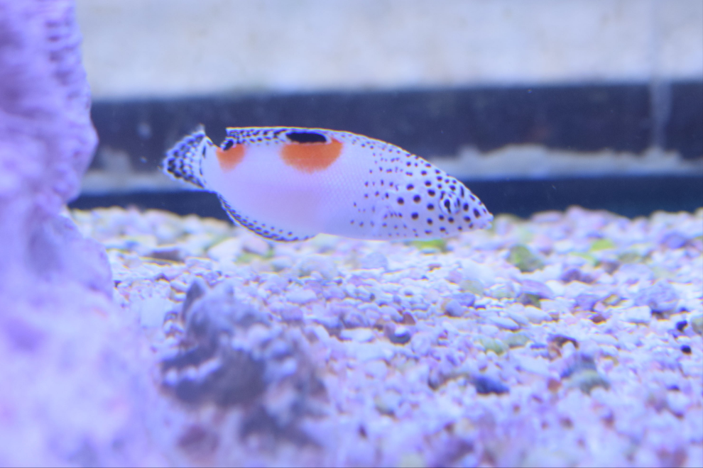 Twinspot Wrasse