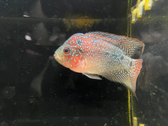 Grade A Flowerhorn (Male)