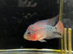 Grade A Flowerhorn (Male)