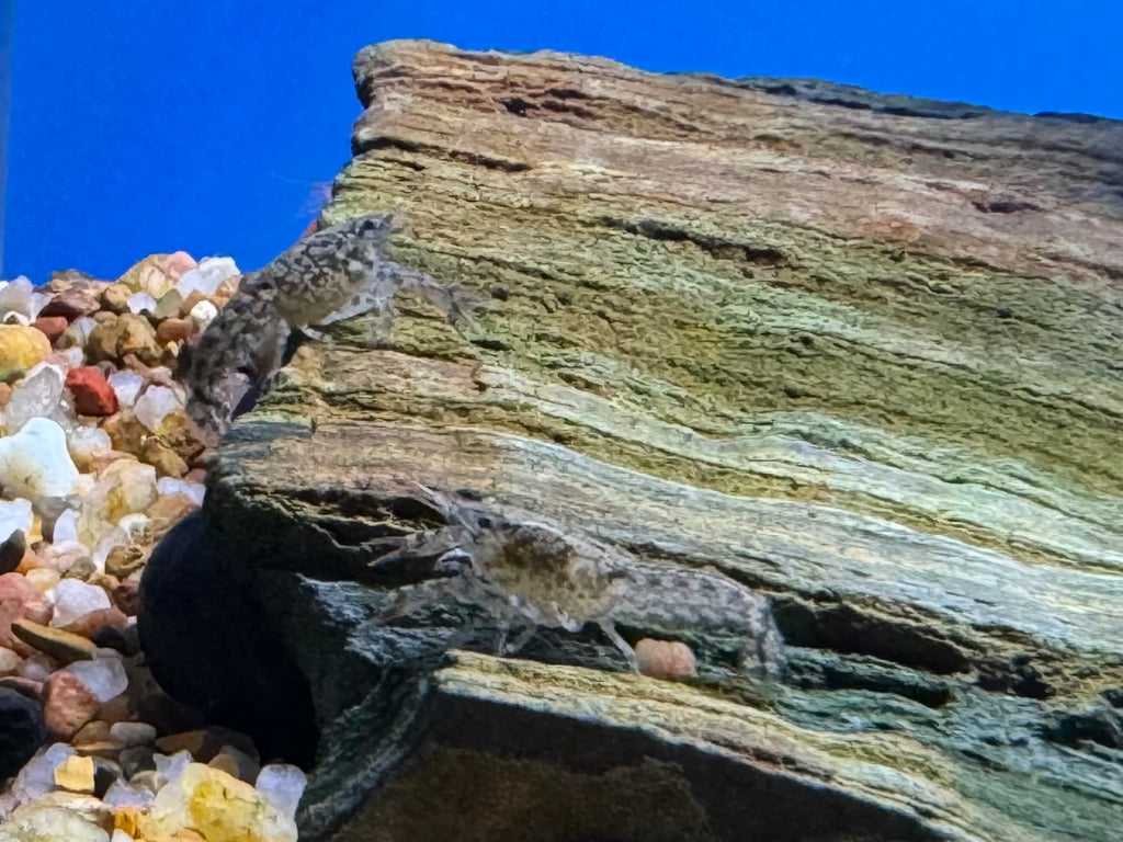 Blue Mexican Mini Lobster