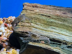 Blue Mexican Mini Lobster