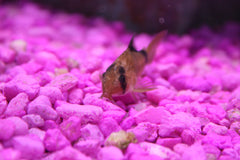 Cory metae