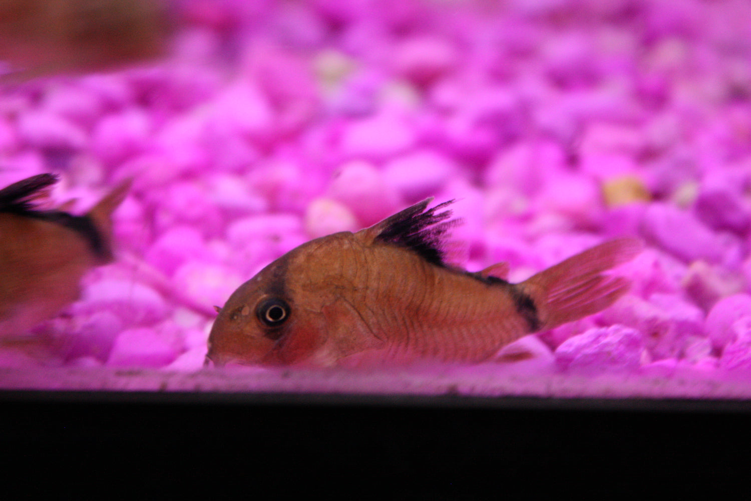 Cory metae