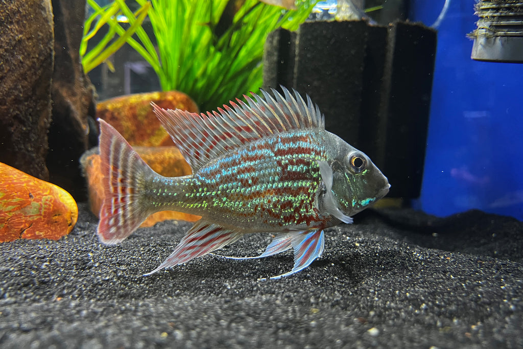 Geophagus sveni