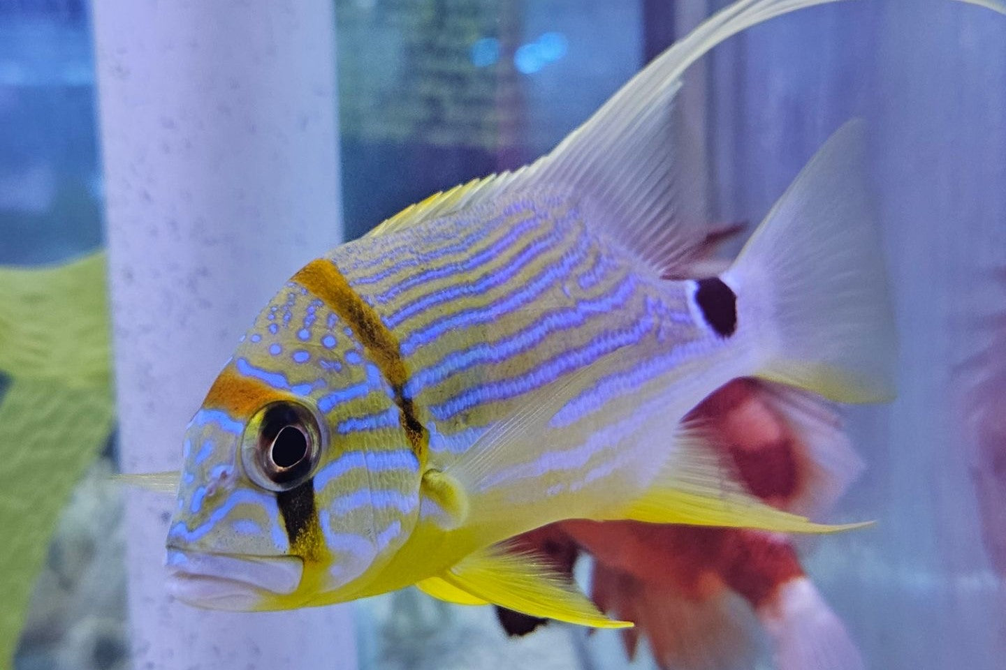 Rooster Tail Snapper