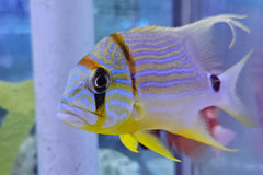 Rooster Tail Snapper