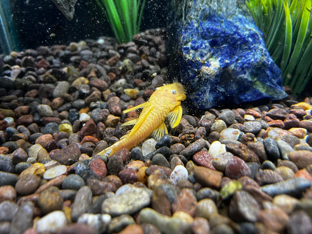 Albino Blue Eye Ancistrus
