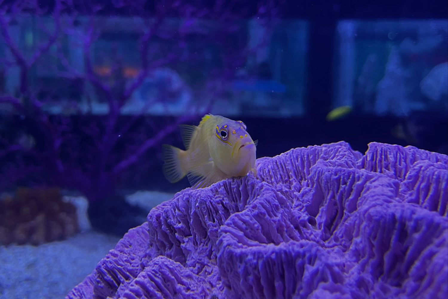 Golden Nisus Hawkfish