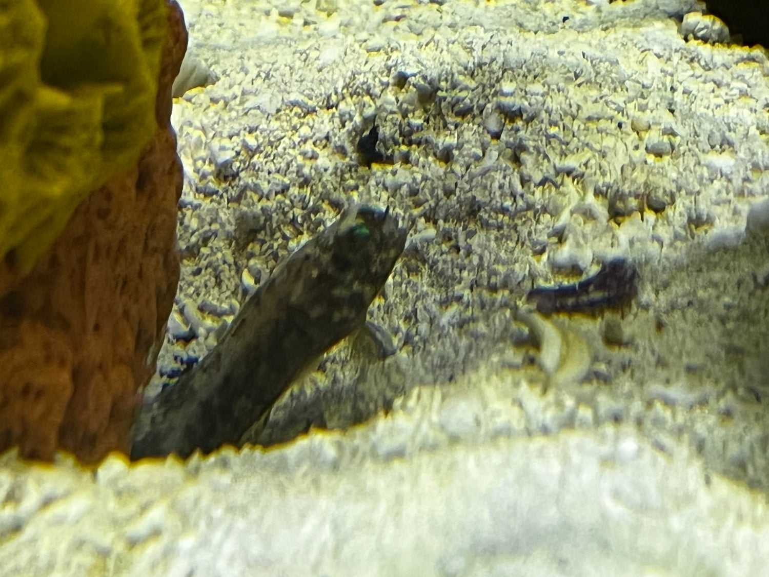 Dusky Jawfish