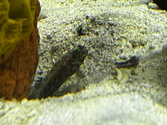 Dusky Jawfish