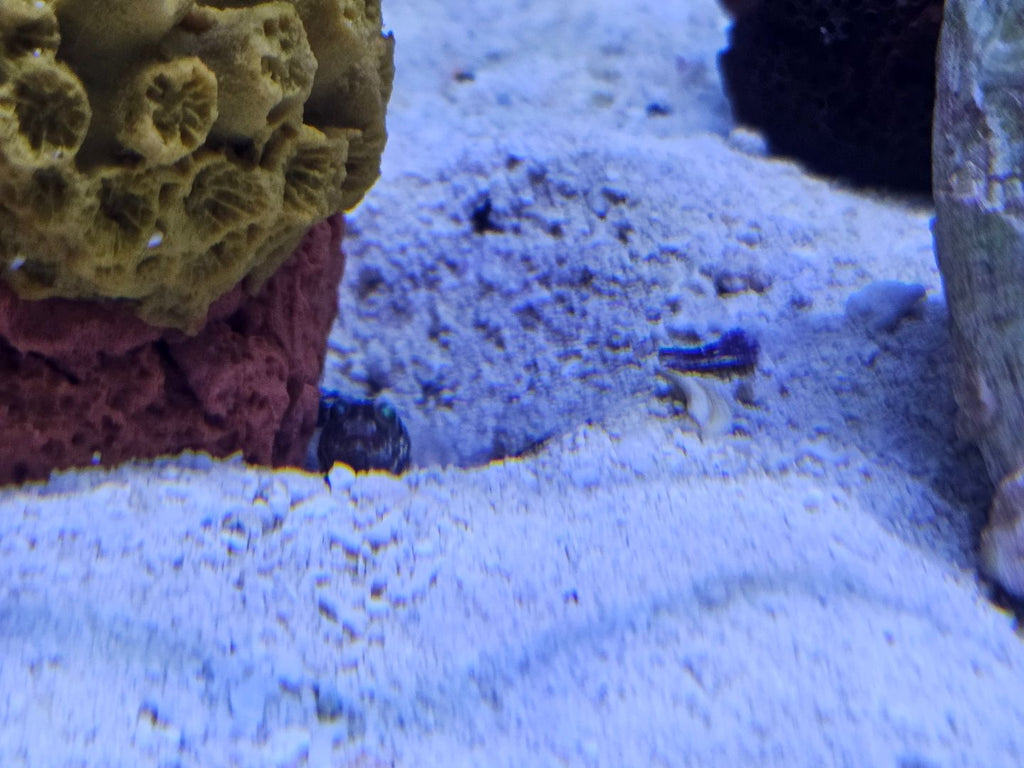 Dusky Jawfish