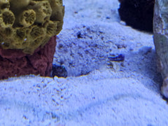 Dusky Jawfish