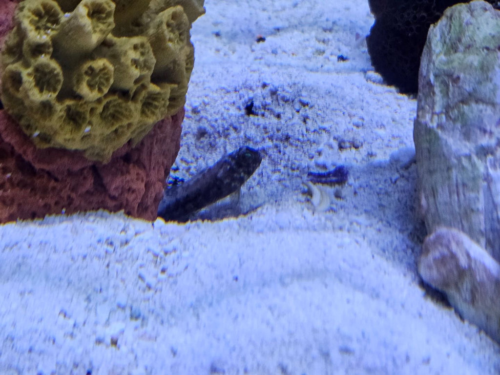 Dusky Jawfish