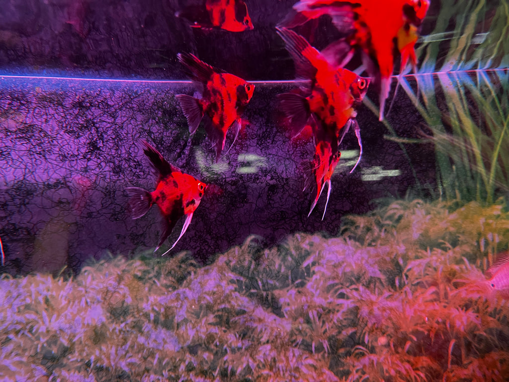 Deep Red Koi Angel