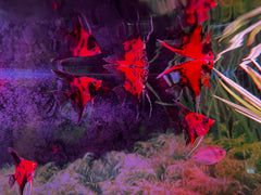 Deep Red Koi Angel