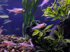 Platinum White Neon Tetra