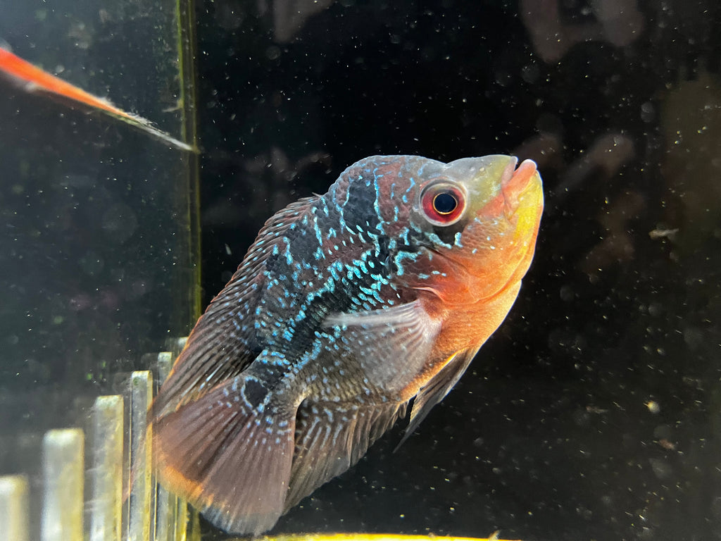 Balloon Flowerhorn (Male)