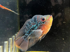 Balloon Flowerhorn (Male)