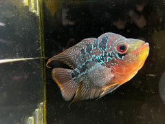 Balloon Flowerhorn (Male)