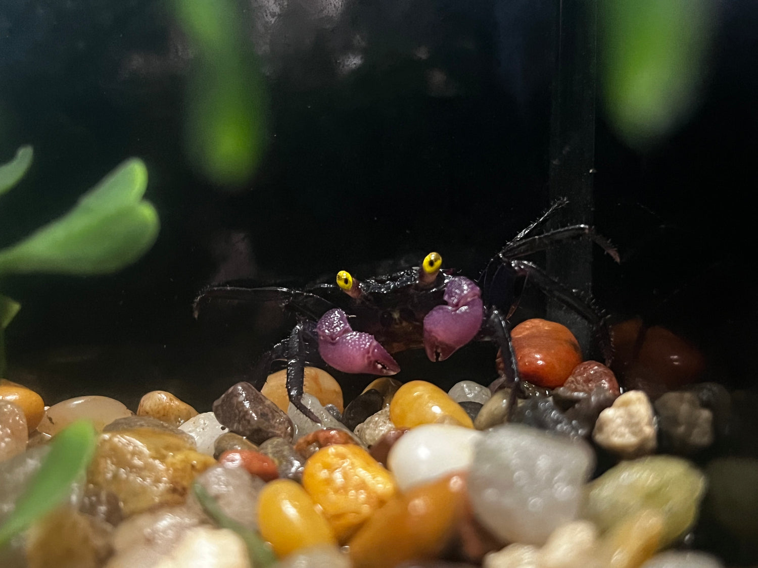 Purple Vampire Crab