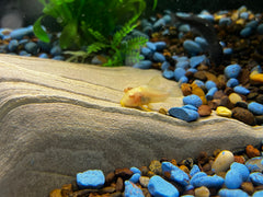 Albino Cory sterbai