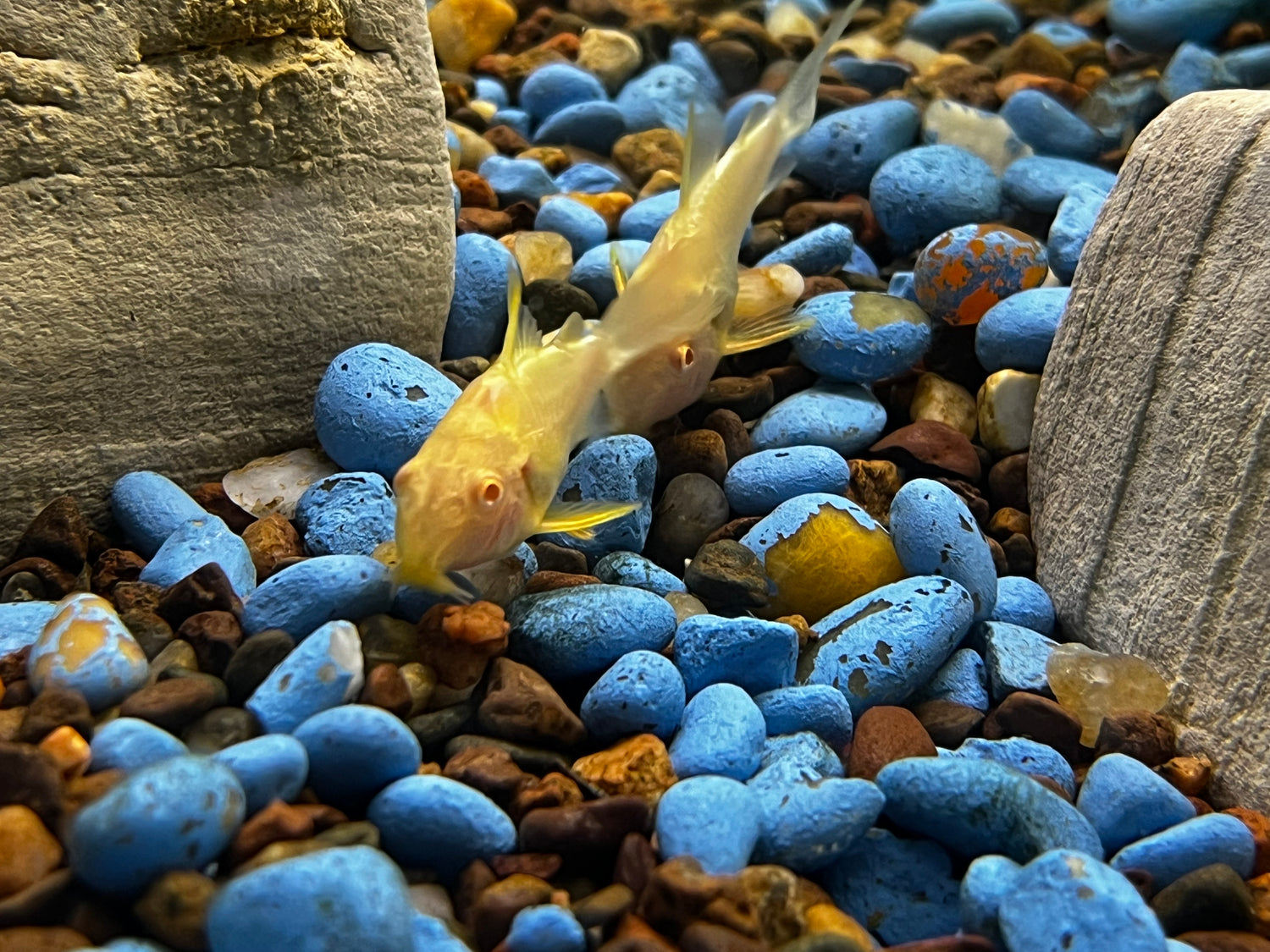 Albino Cory sterbai