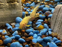 Albino Cory sterbai