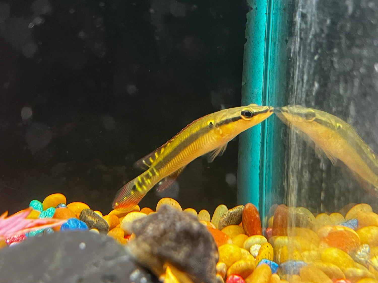 Crenicichla zebrina Pike
