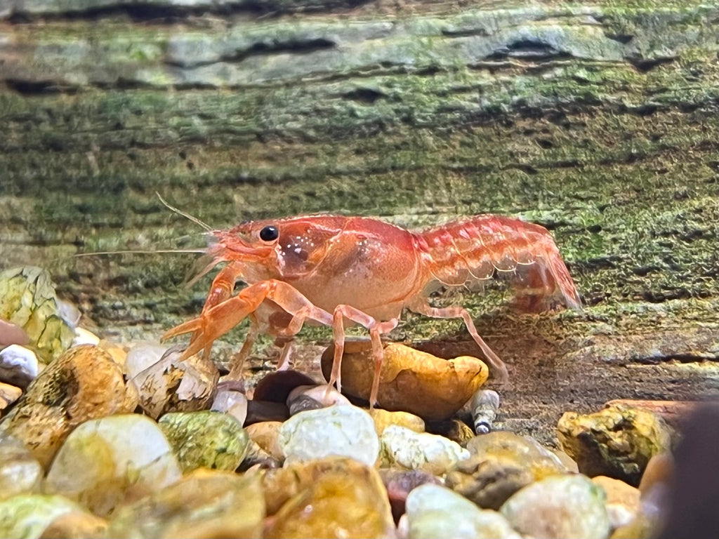 Mexican Mini Lobster