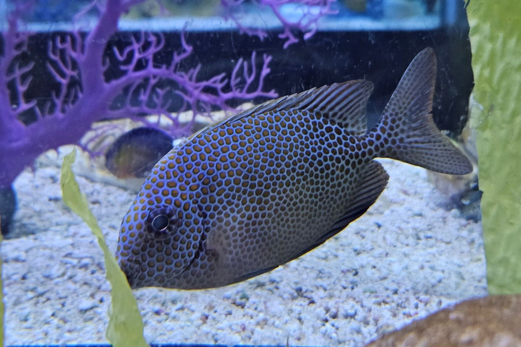 Orange Spot Rabbitfish