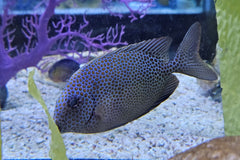 Orange Spot Rabbitfish