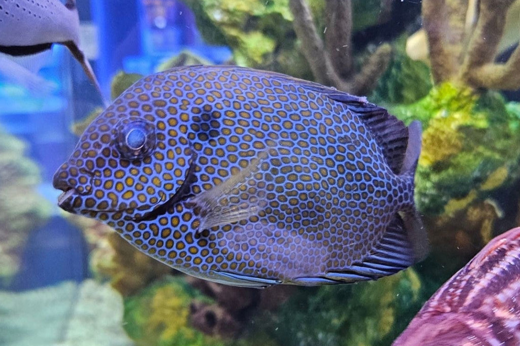 Orange Spot Rabbitfish