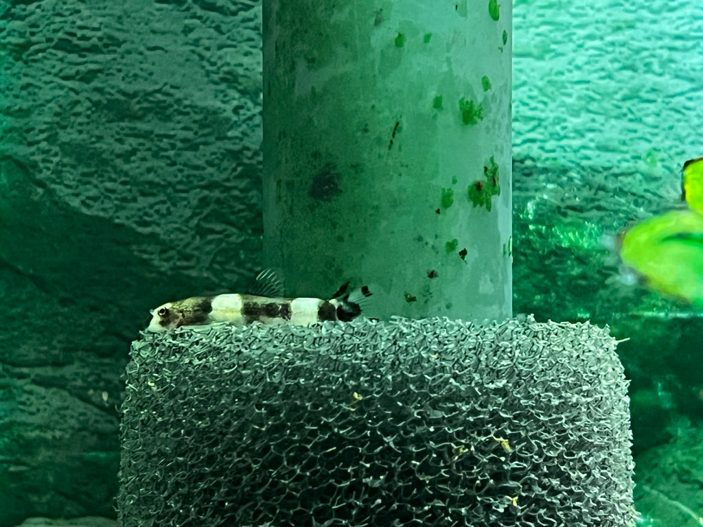 Panda Loach