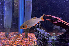 Burmese Red Cheek Barb