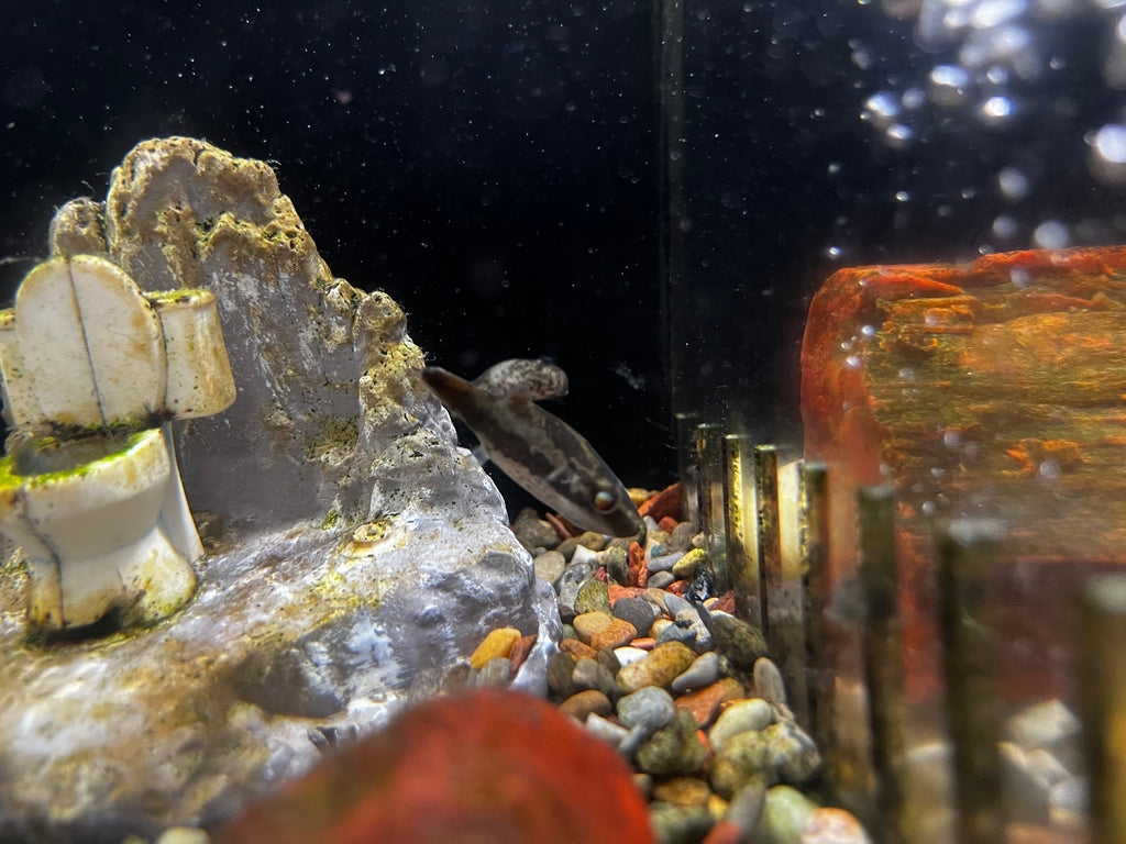Red Eye Puffer