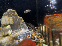 Red Eye Puffer