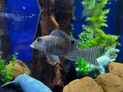 Retroculus xinguensis