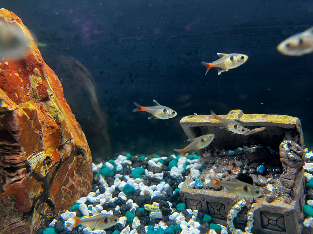 Yellow Phantom Tetra