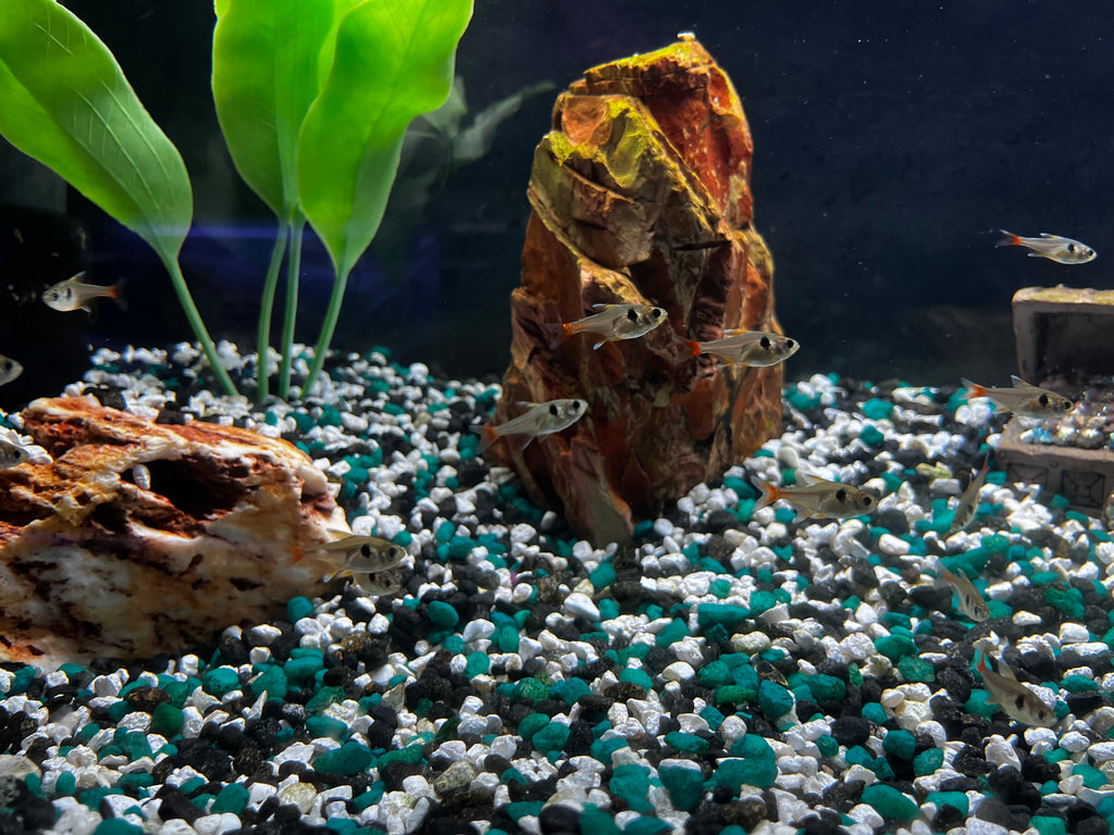 Yellow Phantom Tetra