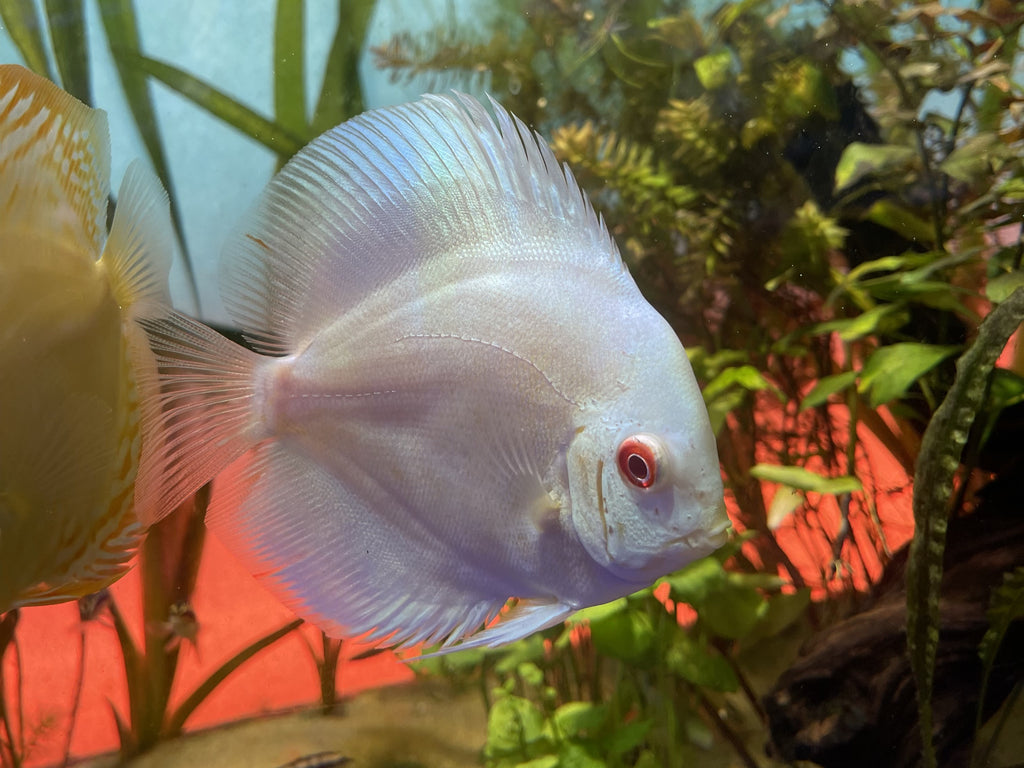 Albino Blue Diamond Discus