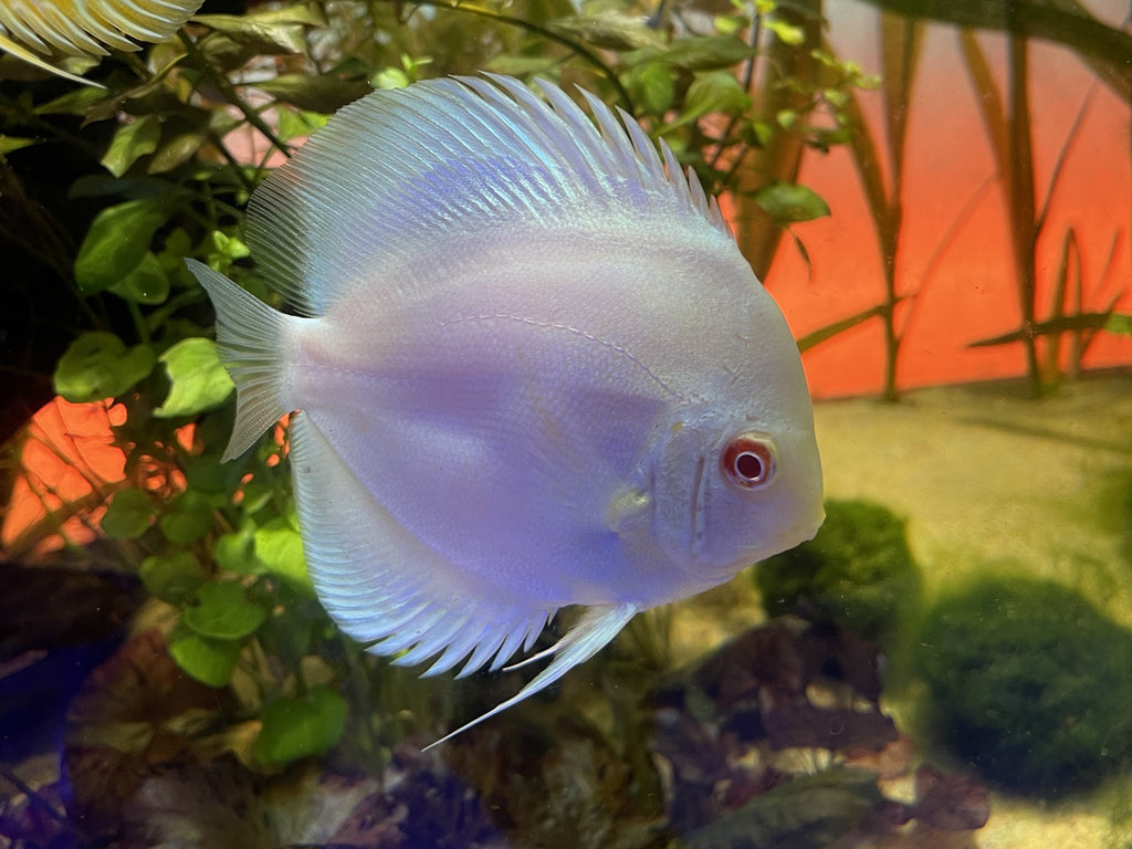 Albino Blue Diamond Discus