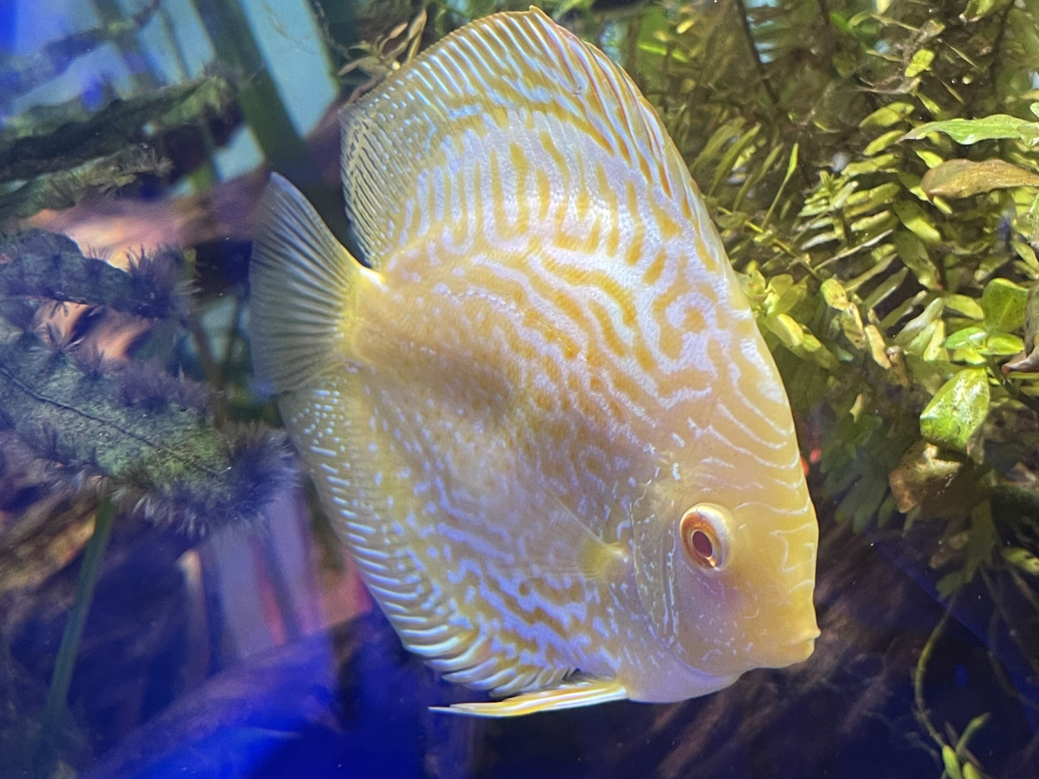 Albino Yellow Panda Checkerboard Discus