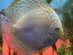 Albino Yellow Panda Checkerboard Discus