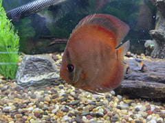 Alenquer Red Discus