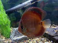 Alenquer Red Discus