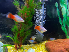 Blue Calico Platy